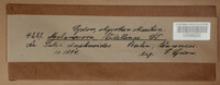 Melampsora salicis-albae image
